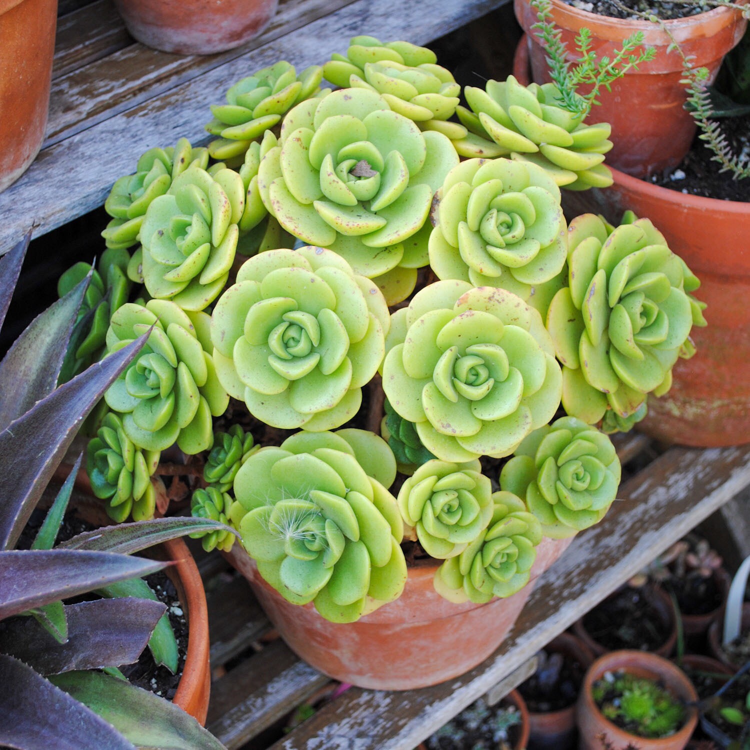 This Aeonium ‘Lily Pad’ caught my eye with vibrant green rosettes.
