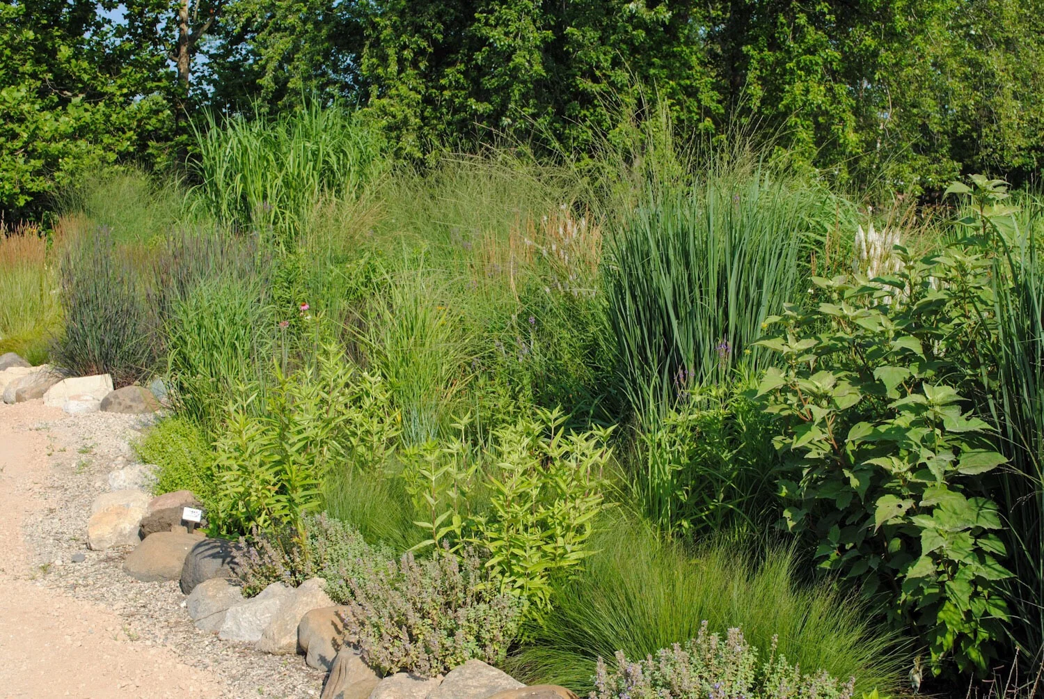 The Grass Garden, a planting where he evaluates members of the Poaceae.