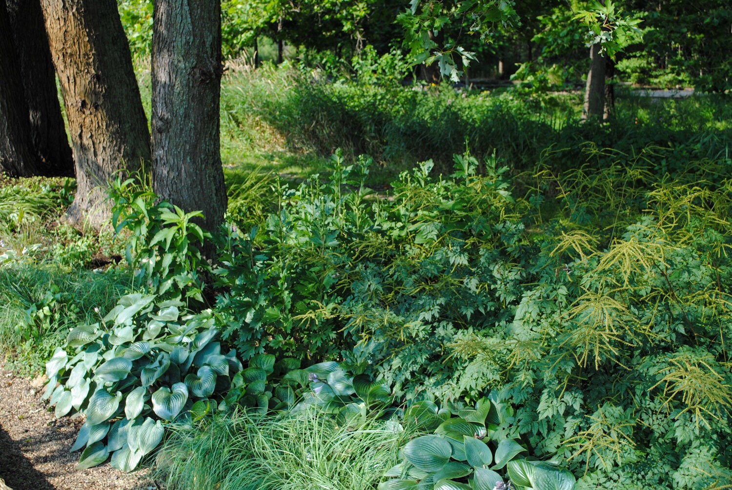 Dry shade garden where various species are evaluated in a habitat that causes great consternation for gardeners.
