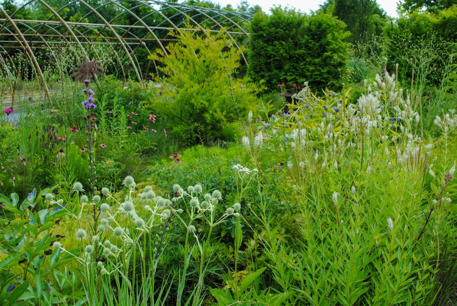 This wild and fancy-free patch called Trudy’s Garden was tucked in between polyhouse frames.