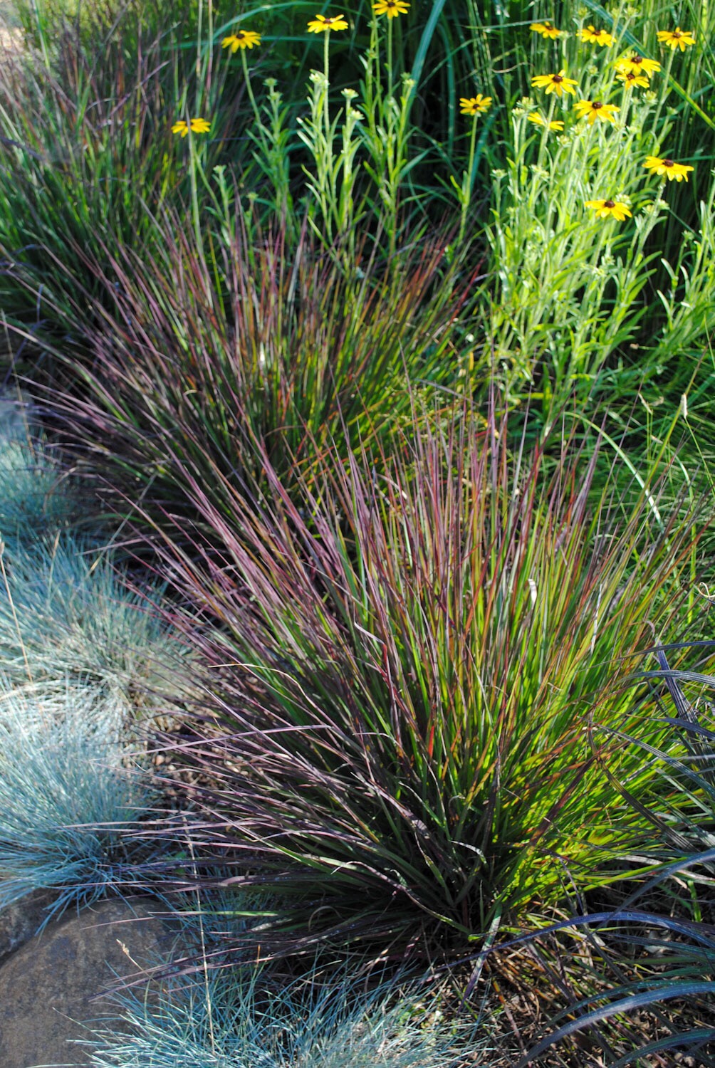 Andropogon ‘Red October’ tends to elongate a bit later than ‘Blackhawks’.