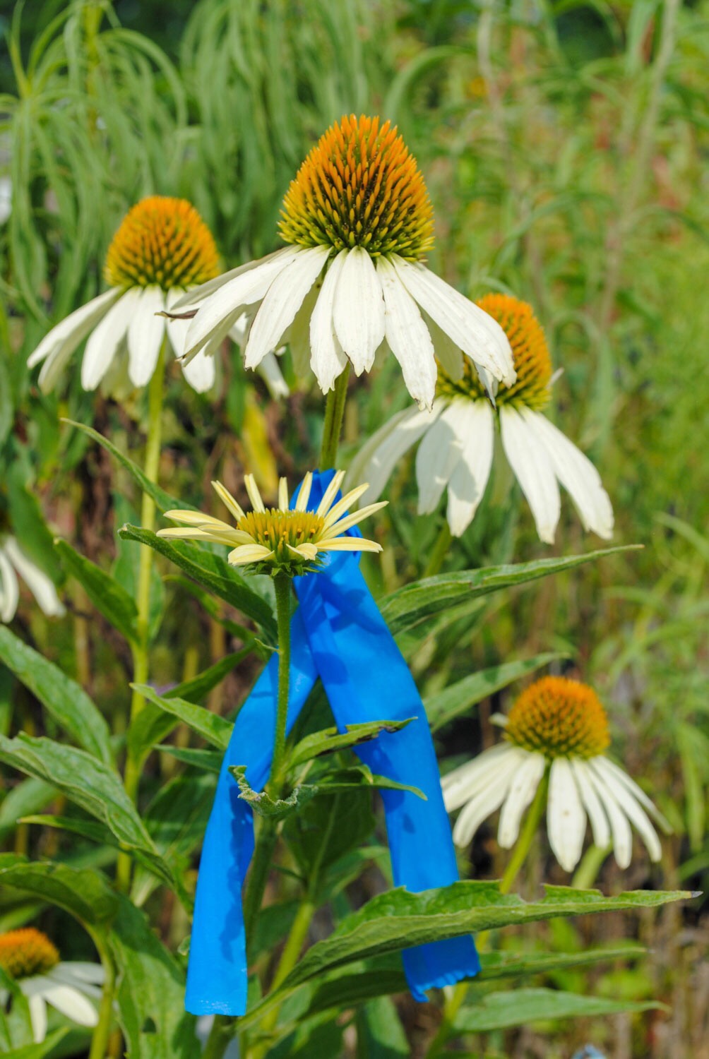 Brent had a clever way of marking the plants where he intended to collect seed. He flagged them with blue tape.