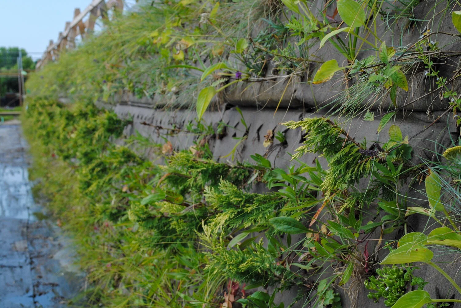 A green wall in its infancy.