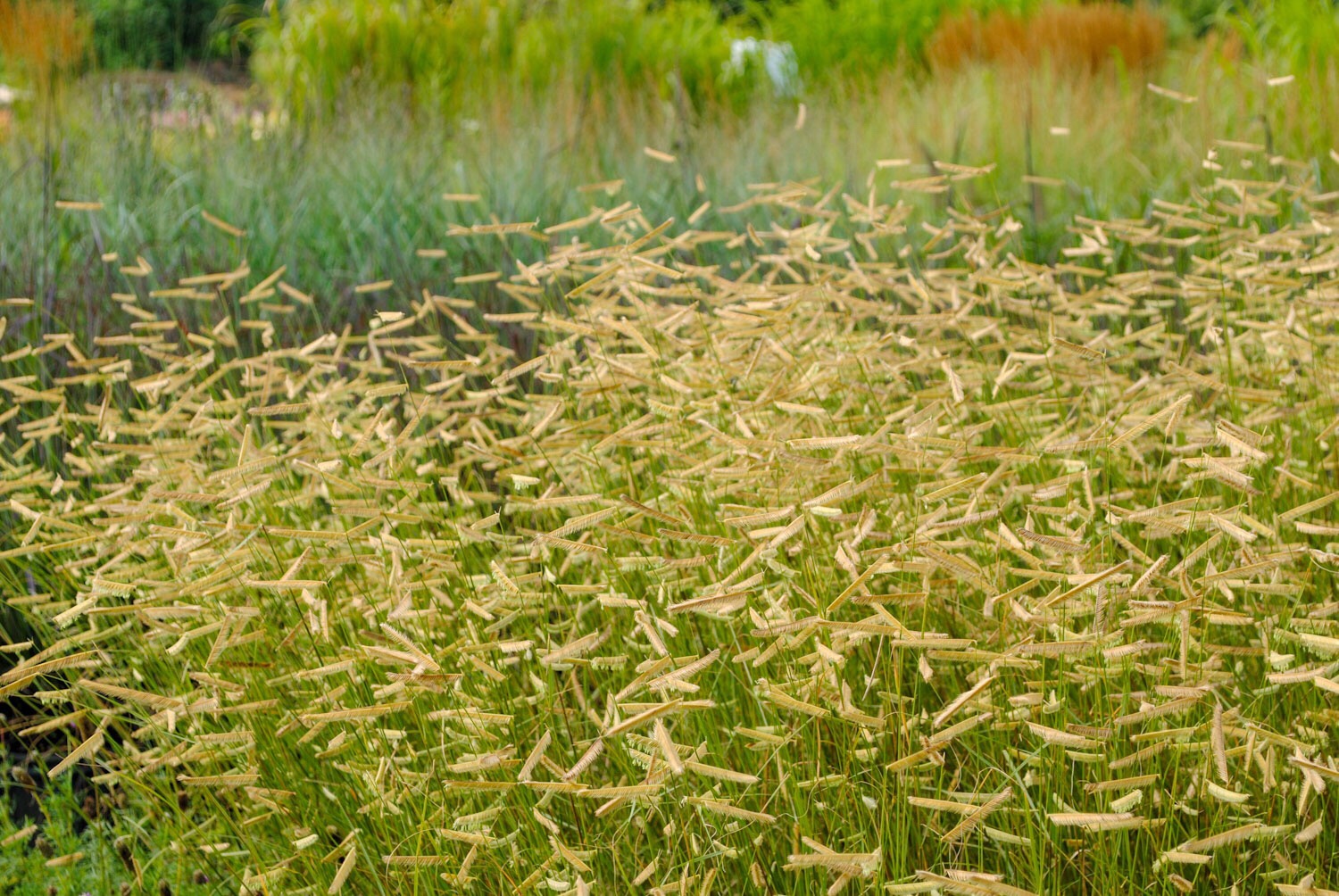 A batch of ‘Blonde Ambition’. The horizontal seedheads always get me.