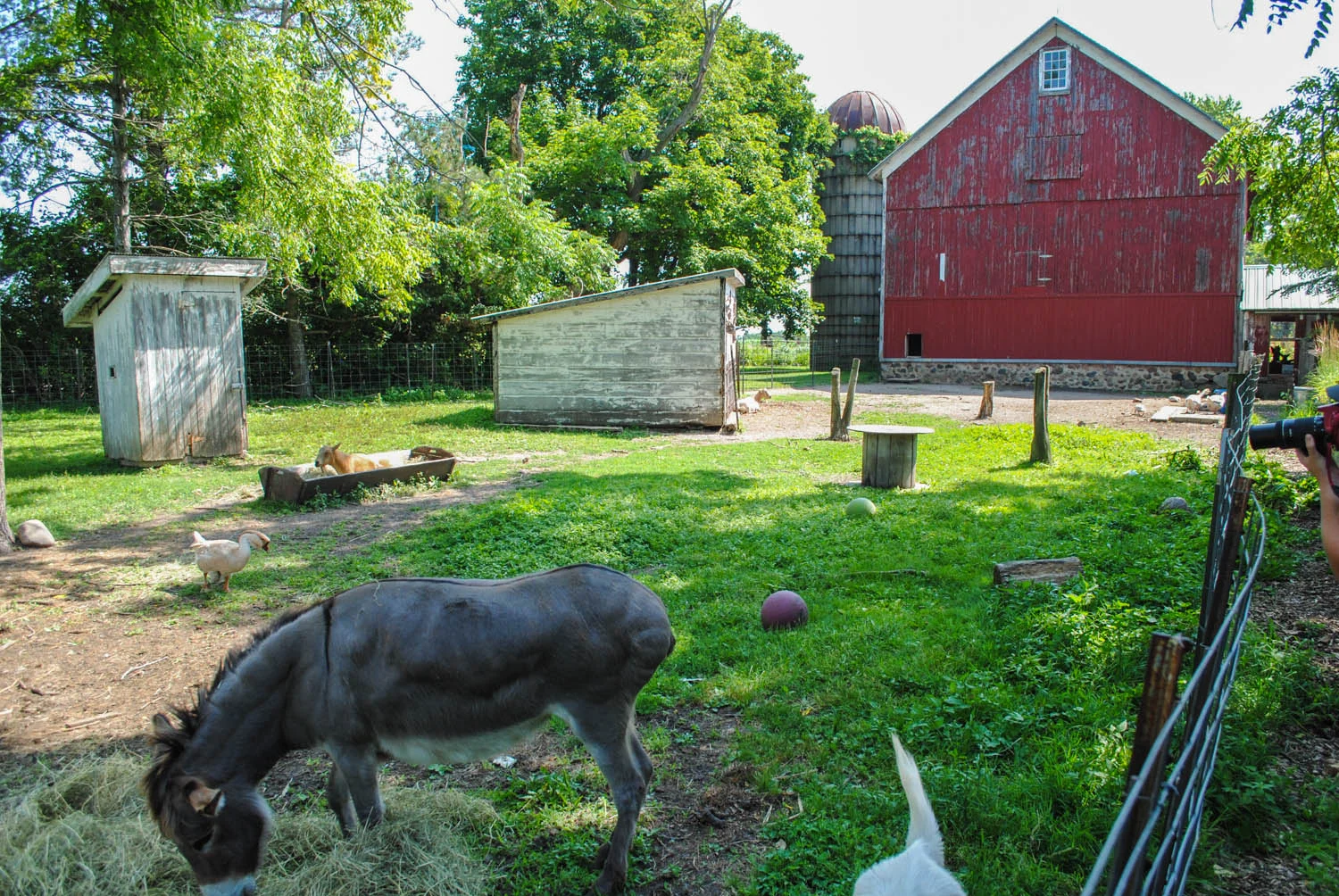 When it said Northwind Perennial FARM, I never dreamed there’d be animals here, too!