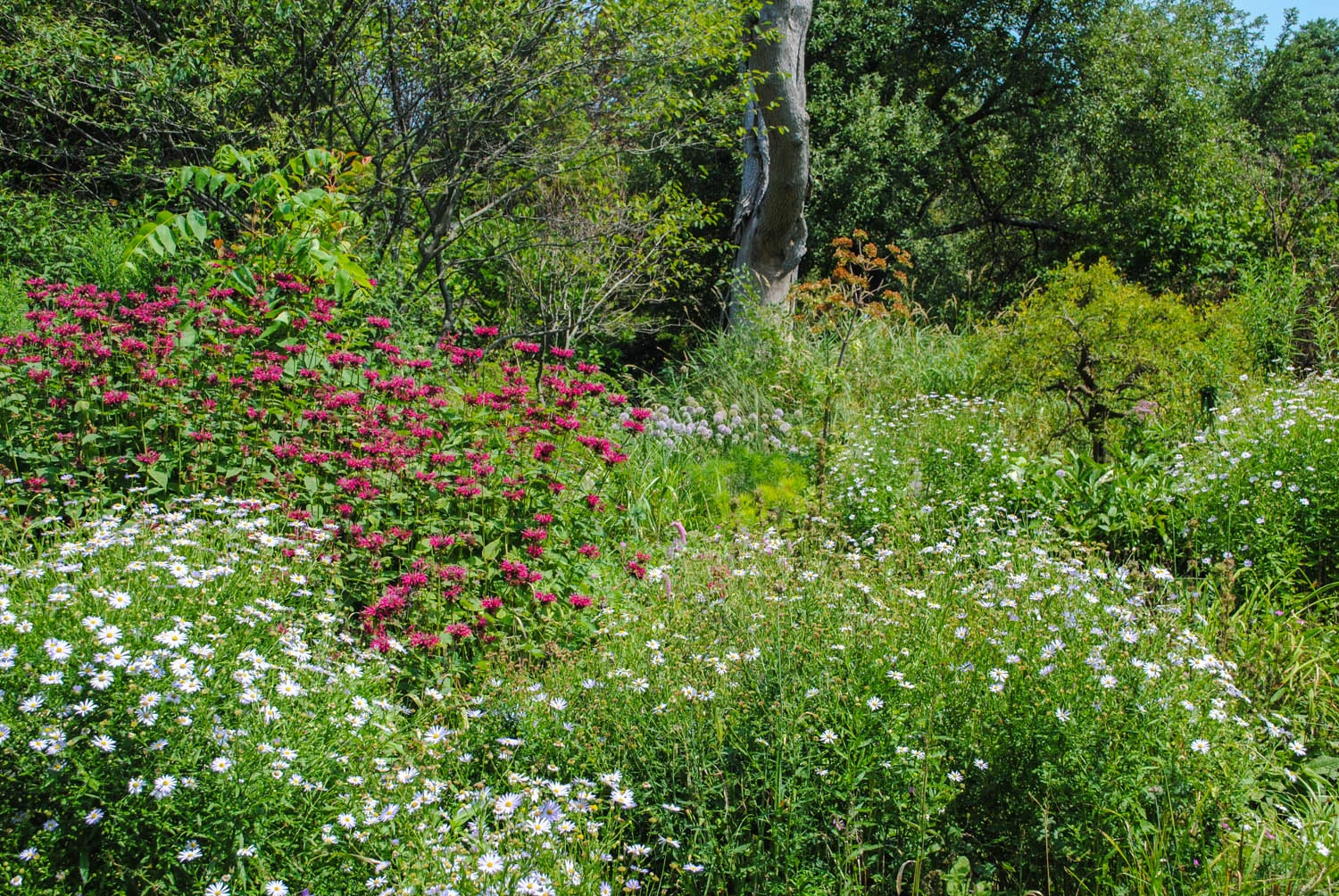 Note the repetition of the Kalimeris in this planting to create a sense of harmony.