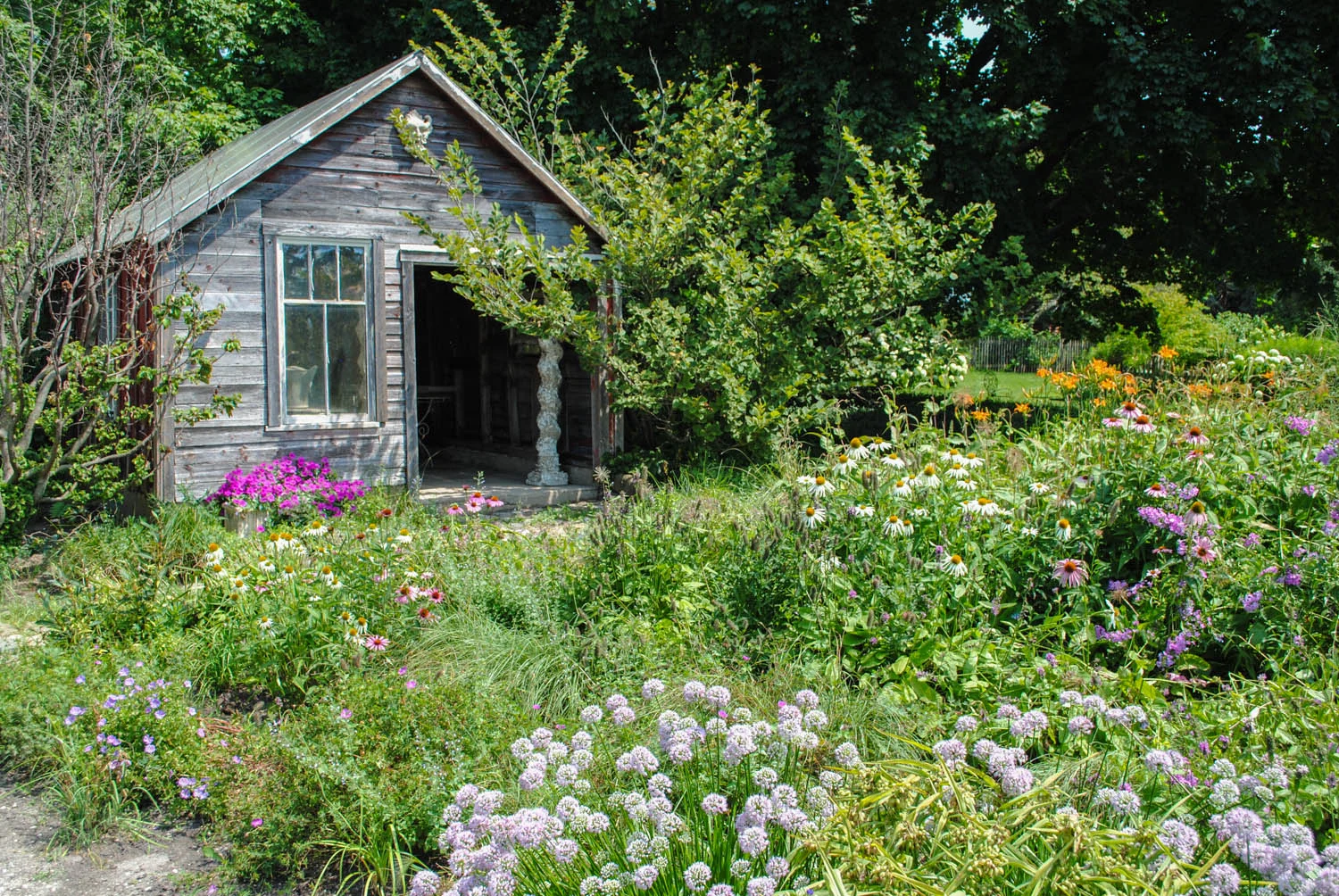 A low and wild planting at Northwind Perennial Farm.