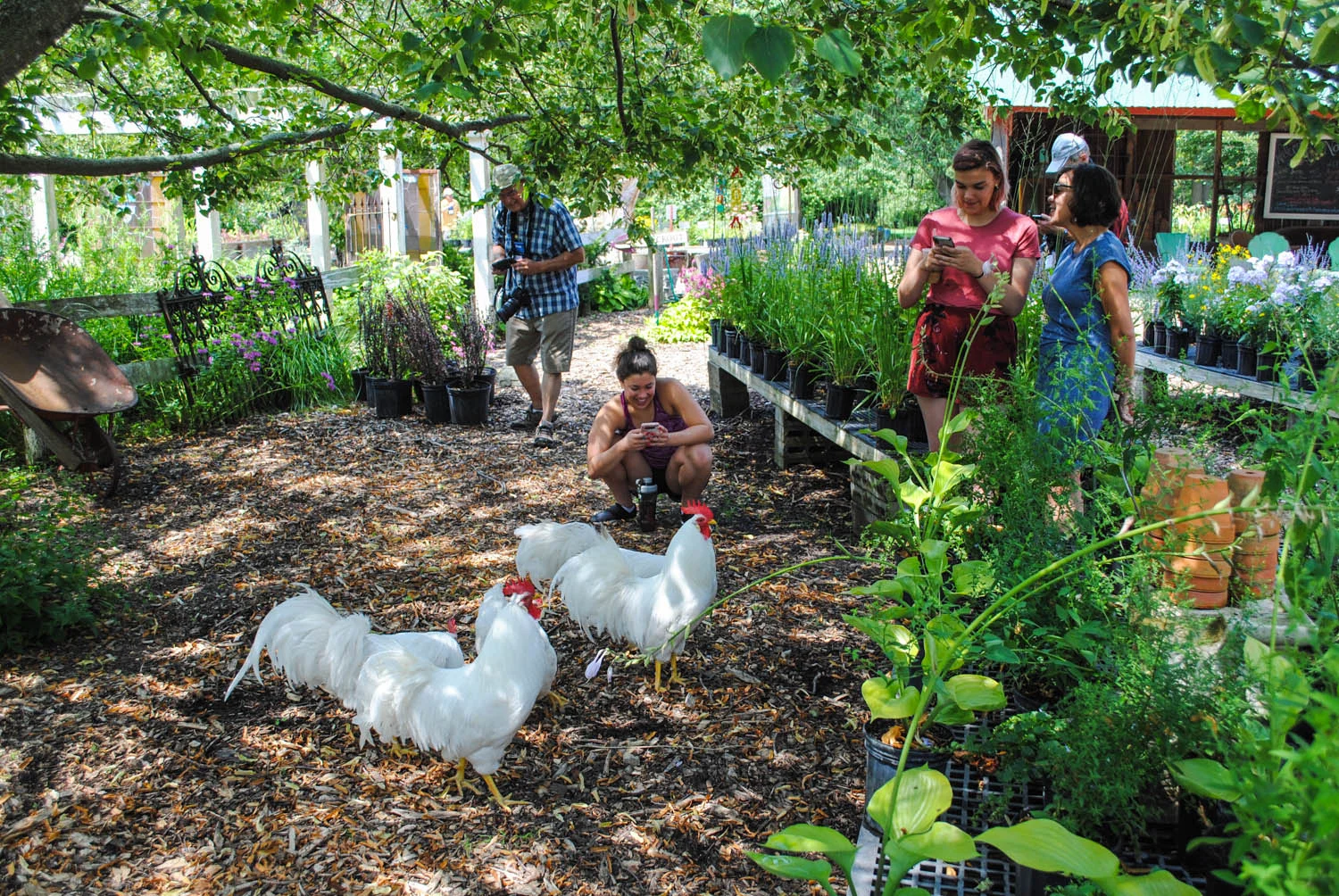 A flock of chickens being stalked by paparazzi.