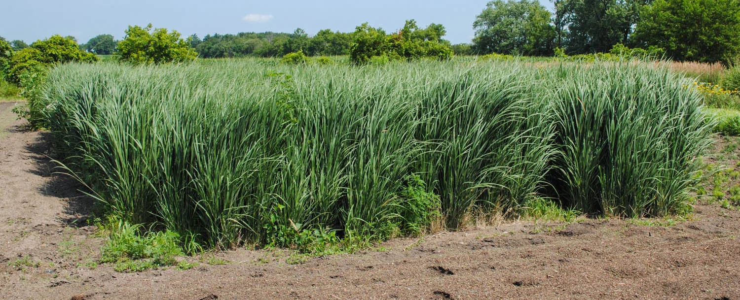 ‘Northwind’ Panicum virgatum standing rigid. It’s know for its ability to stand upright.