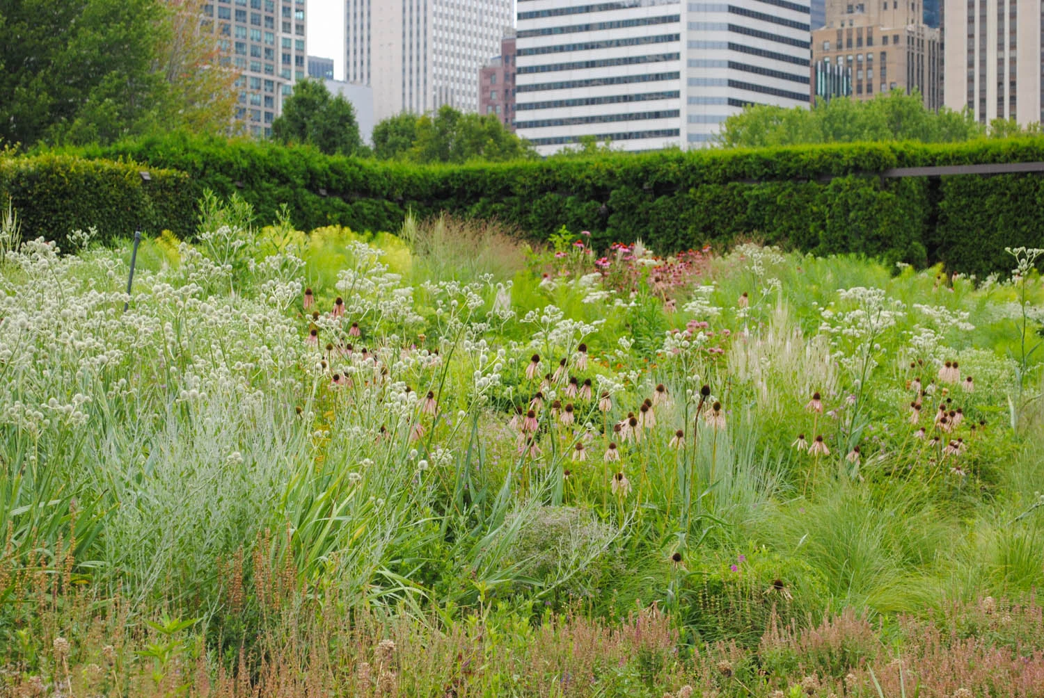 In the lower right you can spy some tussocks of Sporobolus heterolepis amongst the perennials.
