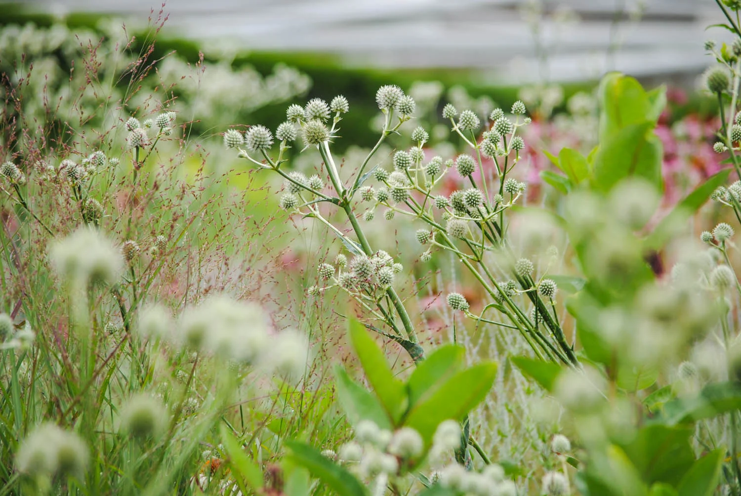 Eryngium playing with the sprays of Panicum panicles