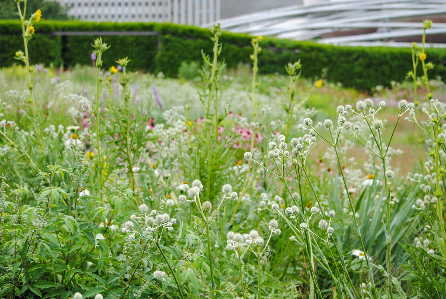 A snapshot of the Light Plate, a full-sun exposure part of the garden where Eryngium , Silphium , and others bask in the sun. Note the Vitex in the lower left. Going through my pictures I noticed that shrub for the last time.