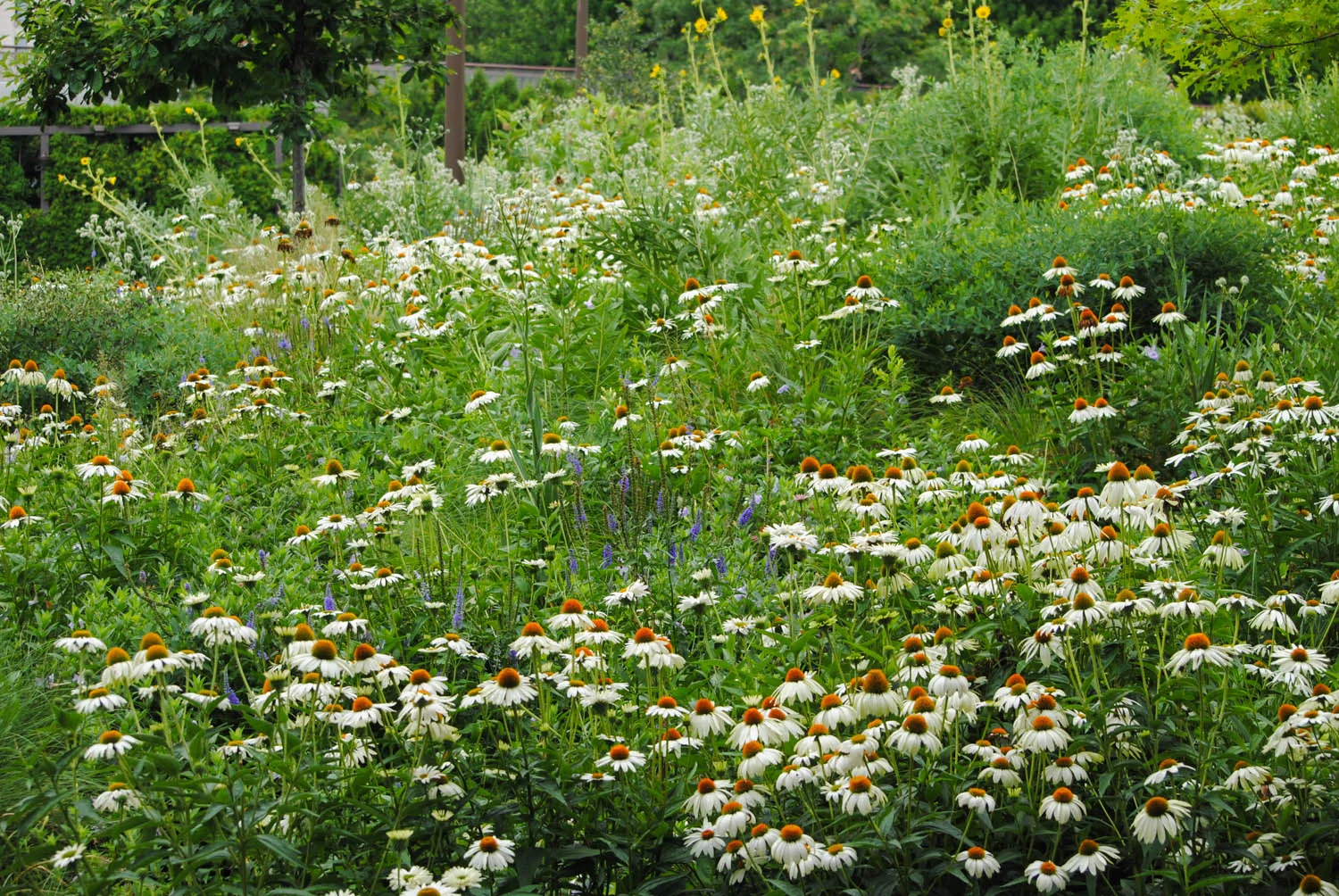 This section was much more intermingled, a matrix of grass into which perennials like Echinacea were plugged.