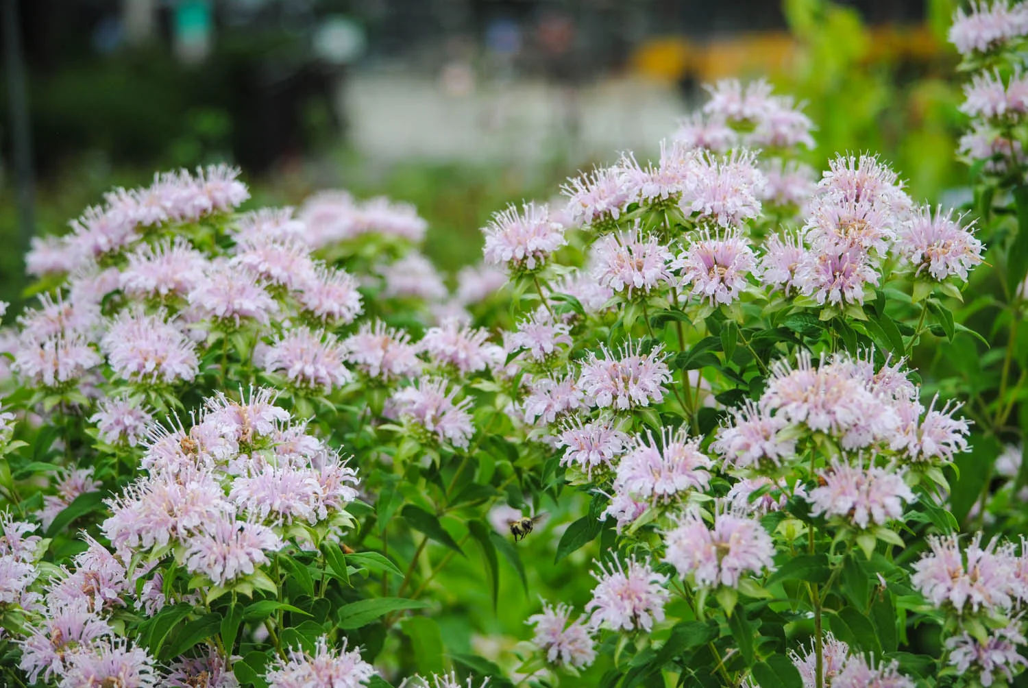 On the Dark Plate side, Monarda bradburiana attracts pollinators with its pink bilabiate flowers. Can you spot the bee in flight?