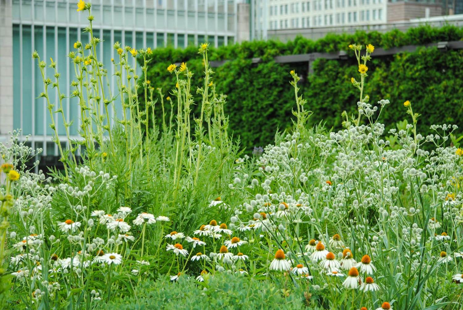 Silphium laciniatum rises above Echinacea and Eryngium .