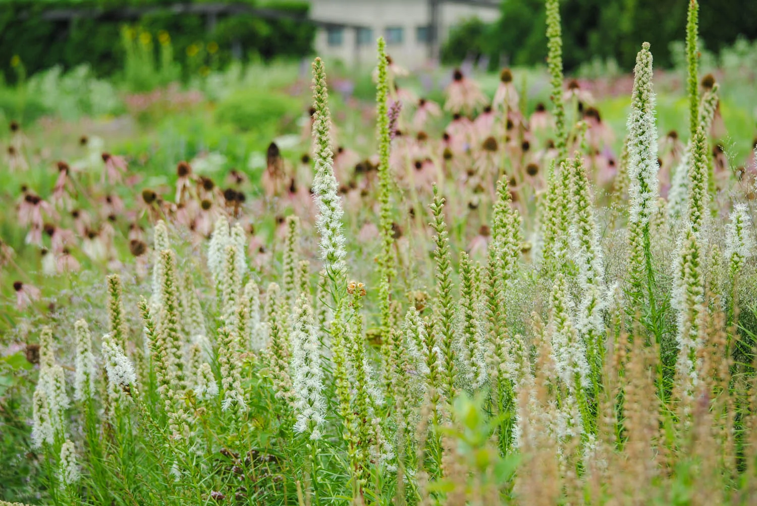 Liatris spicata ‘Alba’ rises out of a haze of Limonium .