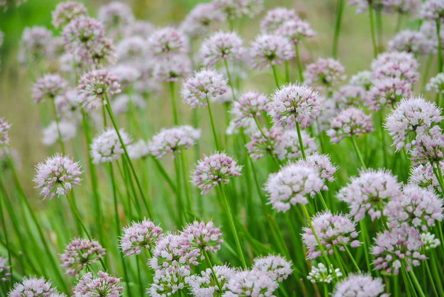 The chive-like flowers of Allium lusitanicum ‘Summer Beauty’
