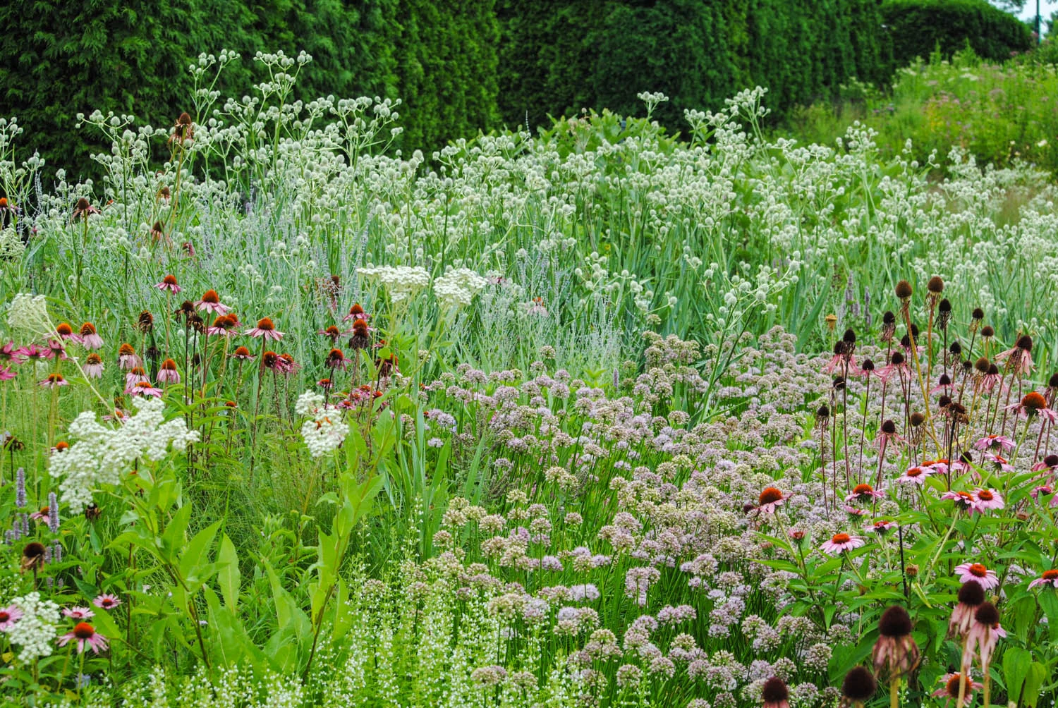 Here you see Allium lusitanicum ‘Summer Beauty’ mingled around taller perennials.