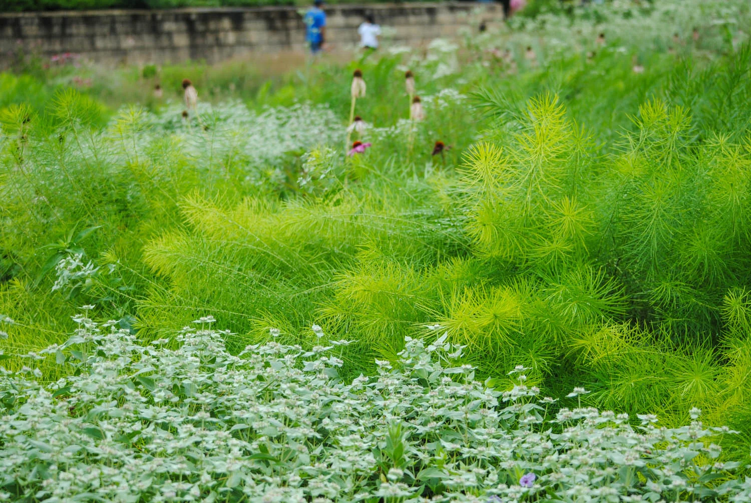 Wow… what a great combo! I can’t wait to do something similar in my garden.