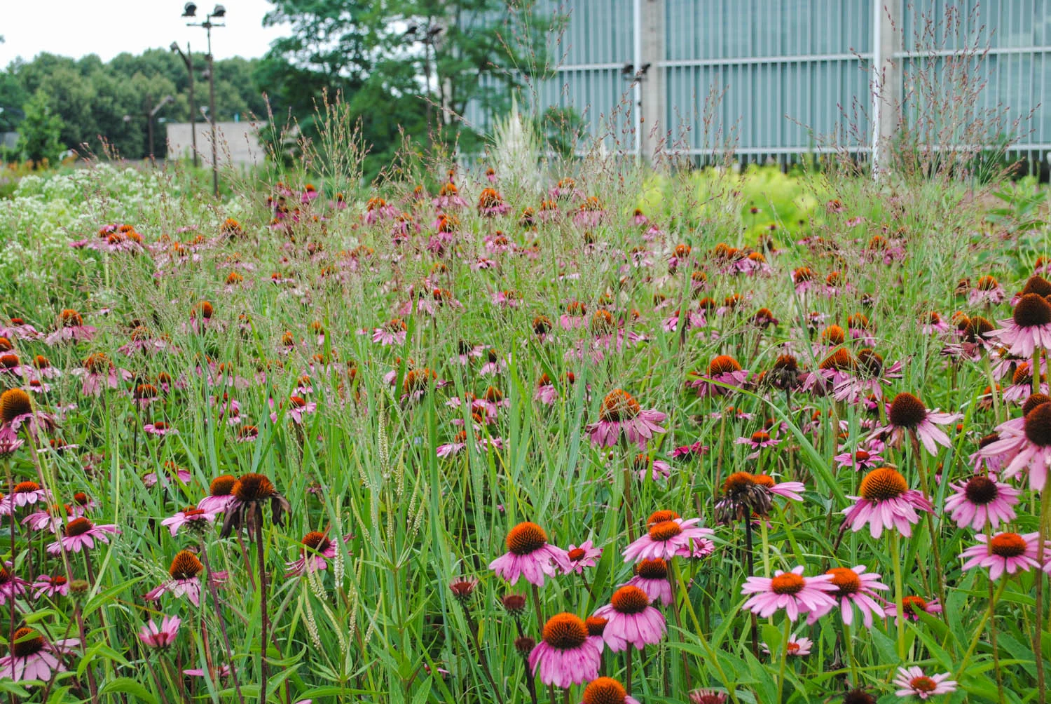 What a brilliant pairing, Panicum virgatum 'Shenandoah' and Echiancea .