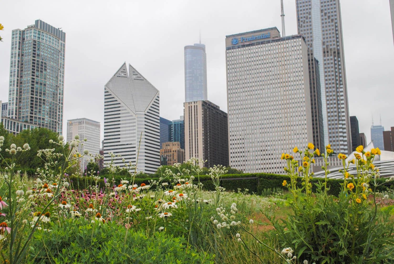 We learned at the Perennial Plant Association’s symposium that Chicago’s city motto is “urbs in horto” or “city in a garden.” With plantings like the Lurie Garden, it certainly lives up to that reputation.