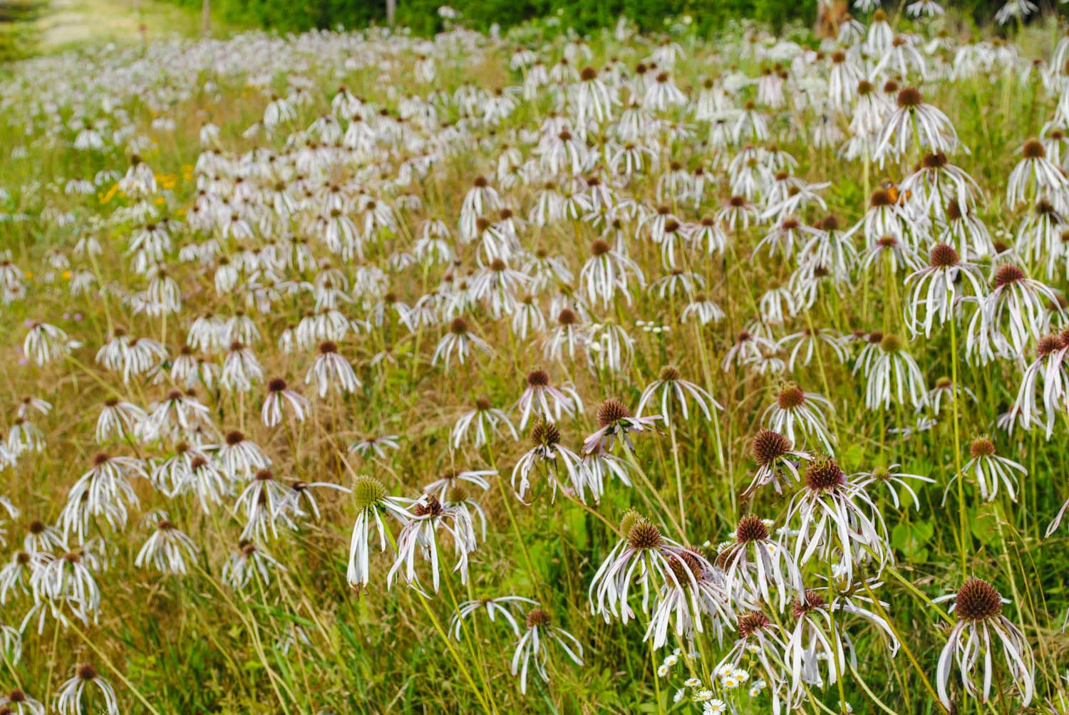 Somewhere in all that Echinacea pallida are Liatris aspera slowly getting ready to flower.