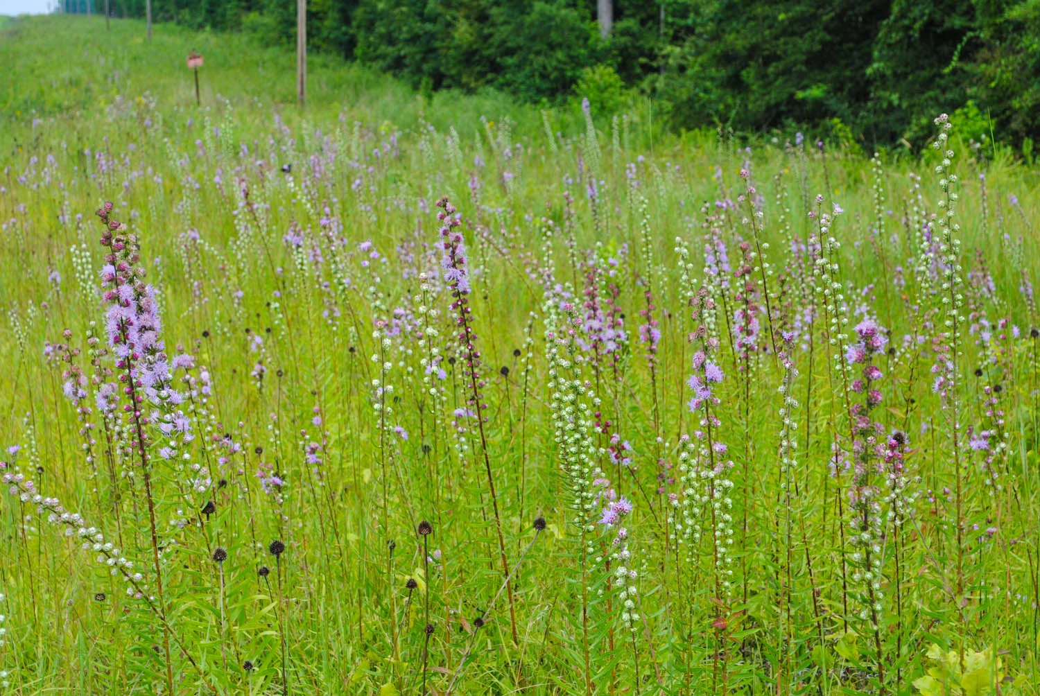 Notice the Echinacea seedheads still up. This strip hasn’t been mowed yet this year, and that delayed management results in a plethora of flowers.