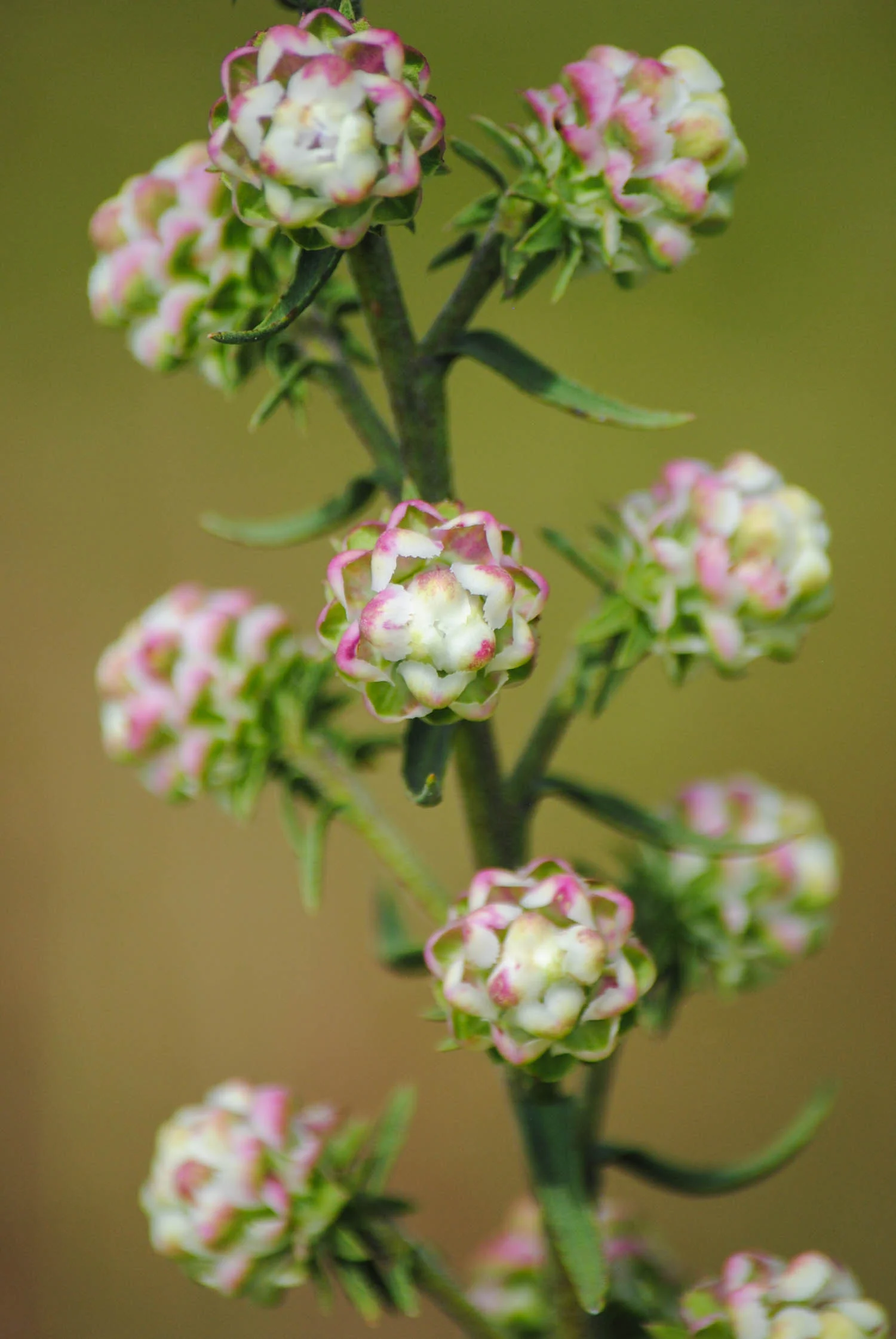 A closeup of the phyllaries on the involucres. Such structures protect the flower bud and then provide support to the opened flowers.