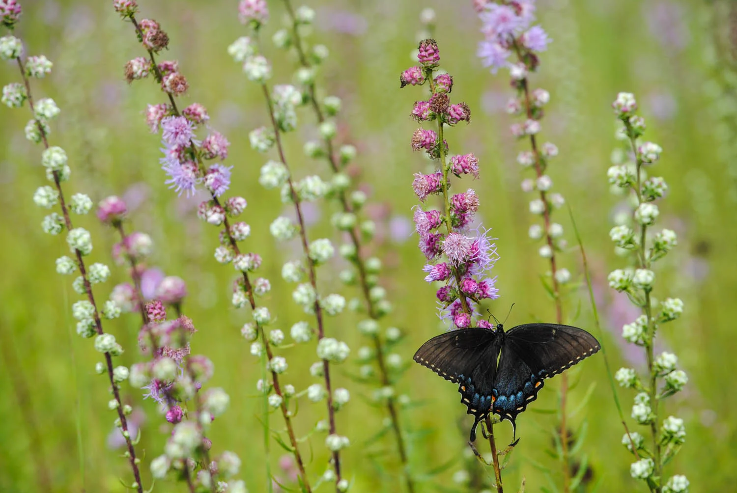 What a capture! It is exhilarating when butterflies like this dark morph of the Eastern Tiger Swallowtail just float into the frame you’re already shooting!