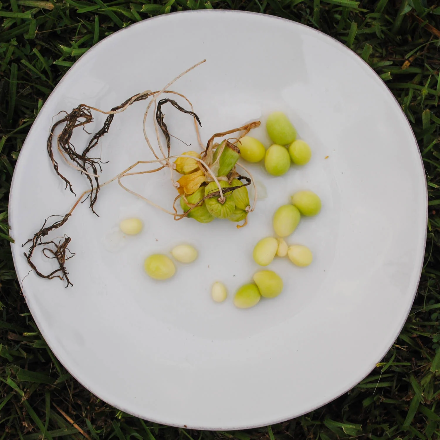 A platter of small, grape-like Hymenocallis seed. I left an old inflorescence—the green structures holding the seeds—in the center for you to see, and the long hairs are the residual flowers.