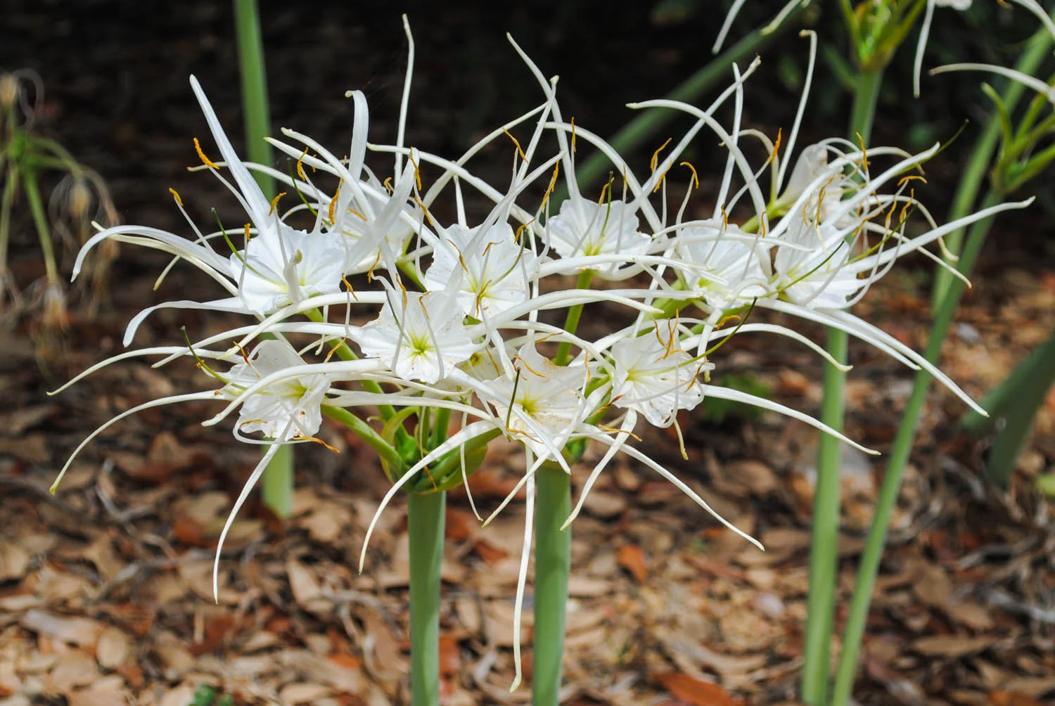 August flowering spider lilies like this Hymenocallis galvestonensis I saw at Peckerwood Garden a few years ago are a welcome sight in summer.