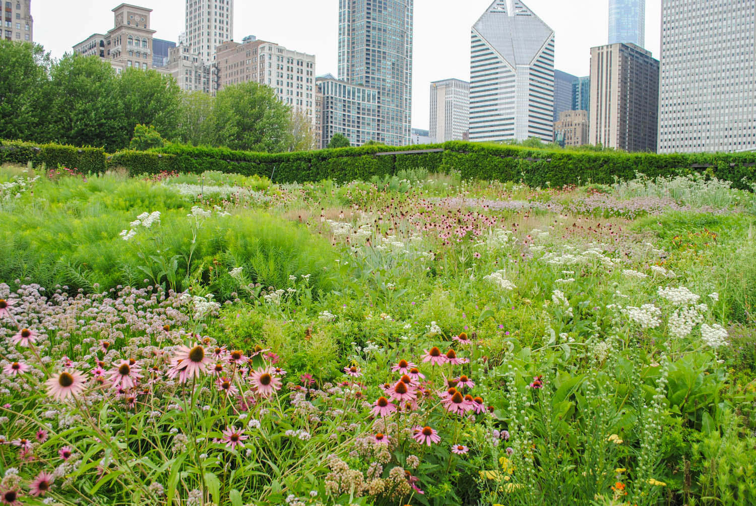 The Allure of the Lurie Garden