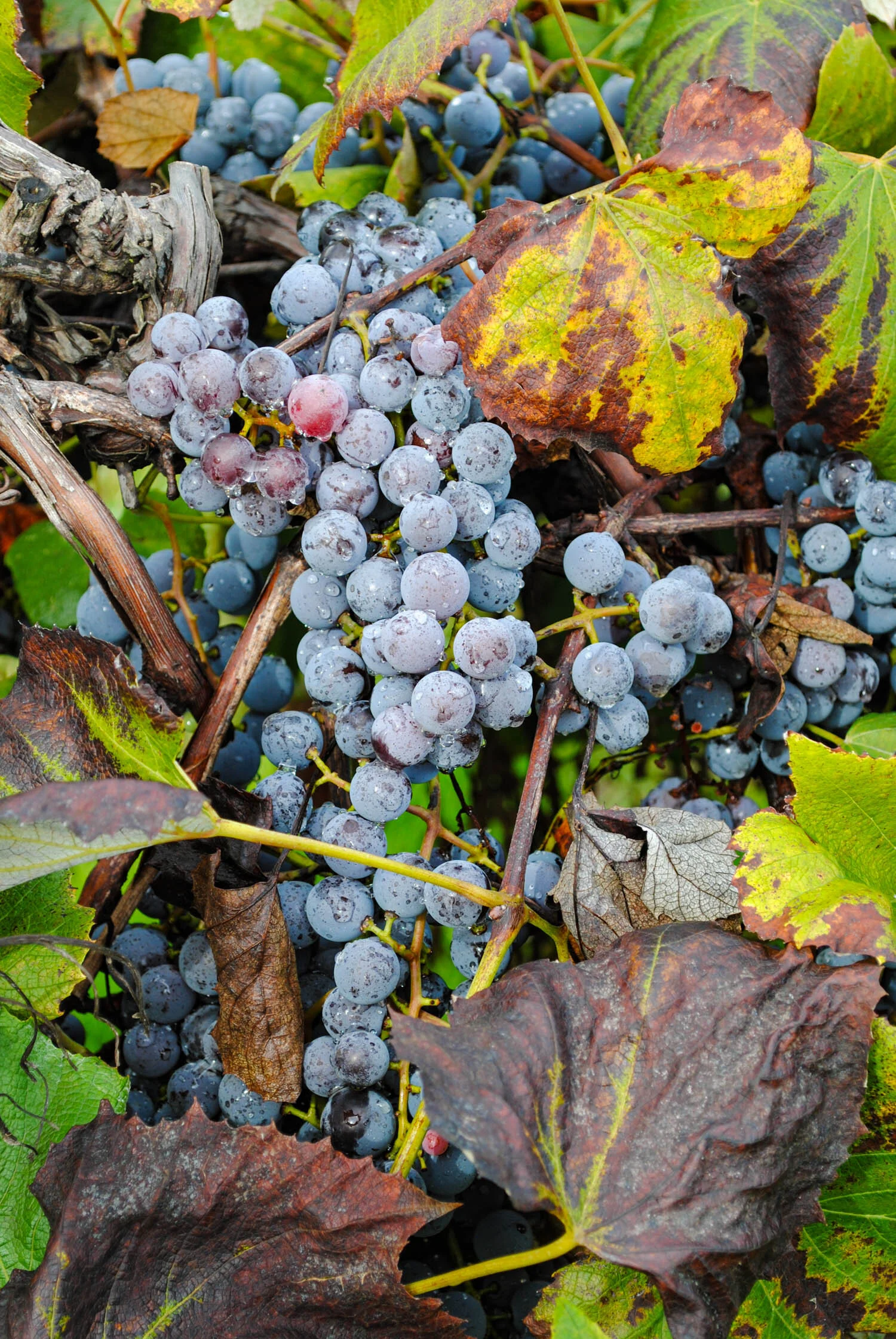 The colors of fall on a grapevine