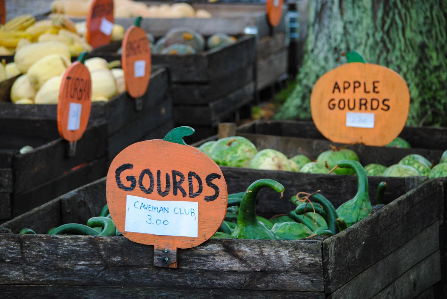 The pumpkin cutouts were such a clever idea for marketing.