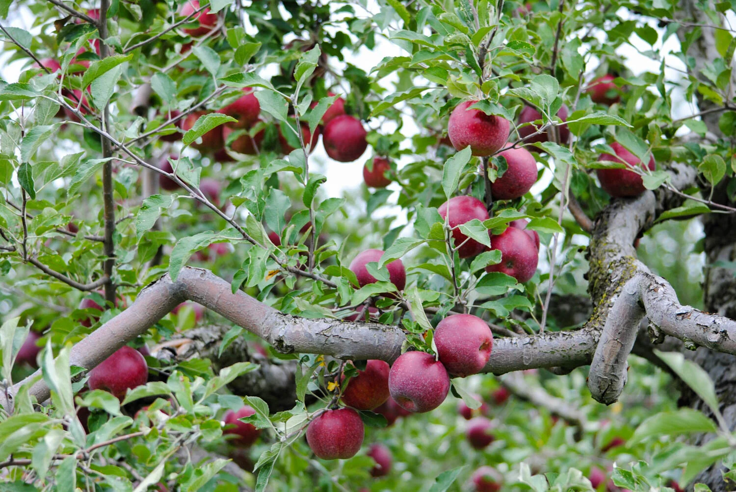 The crooked branches of ‘Jonathan’ apples