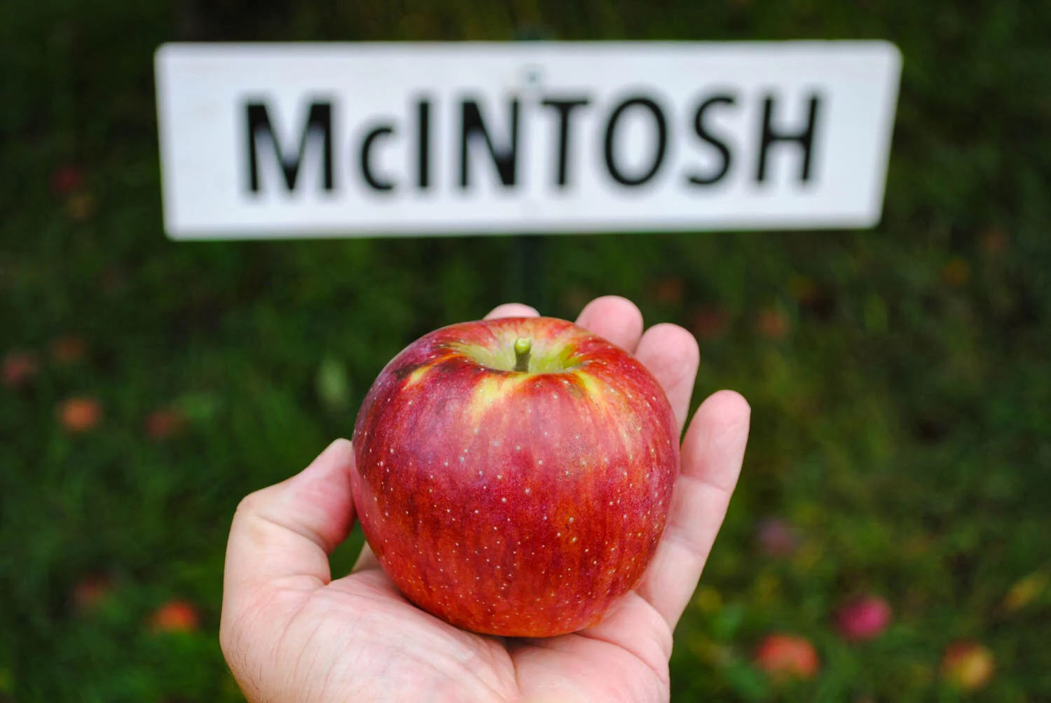 I fell in love with ‘McIntosh’ apples. They have a good sour taste.