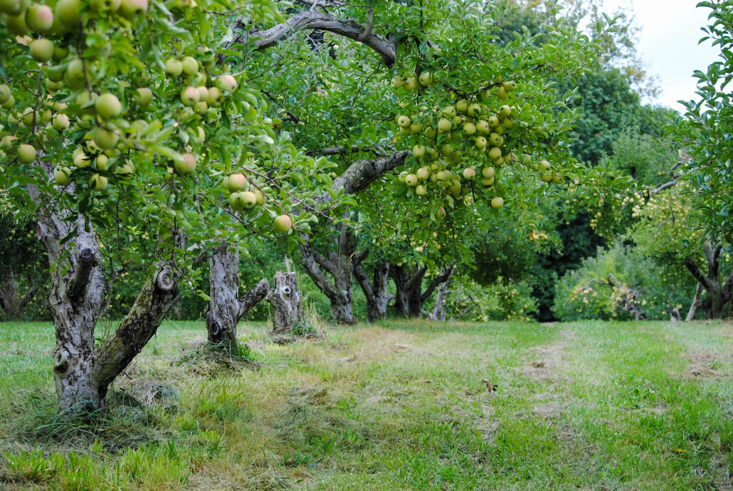‘Golden Delicious’ not totally ripe yet, but I like them a little tart.