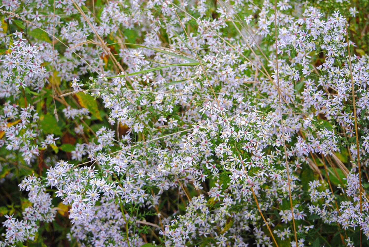 This darling aster looks to be Symphyotrichum lateriflorum , but I could be wrong.