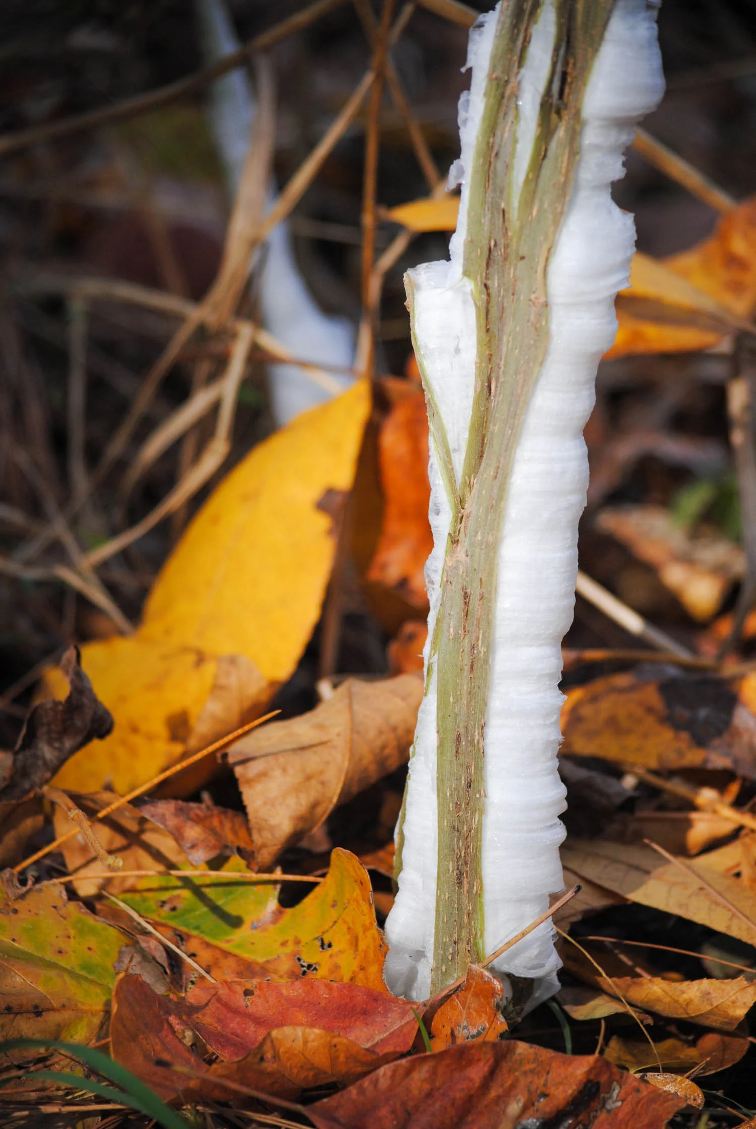 Frost Flowers