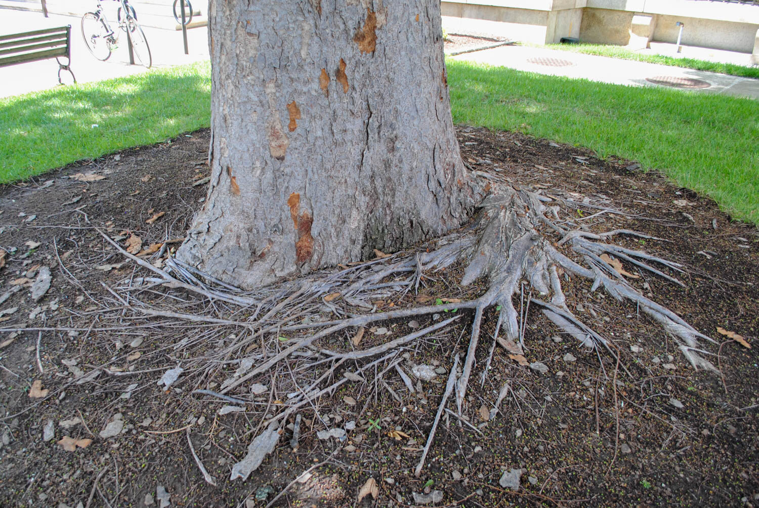 Russell Tree Experts — How to Plant a Balled-and-Burlapped Tree!