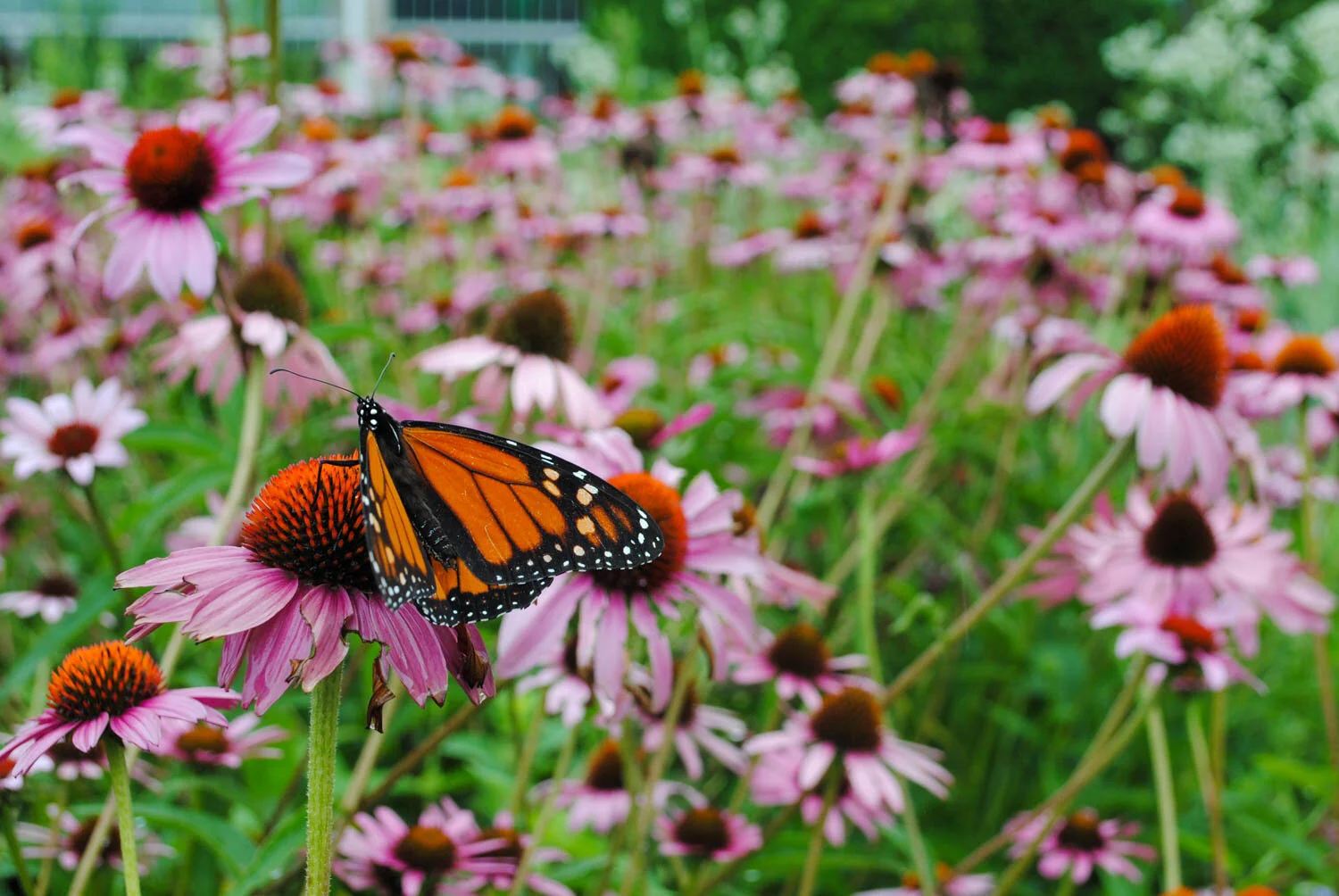 My Planting for a Monarch