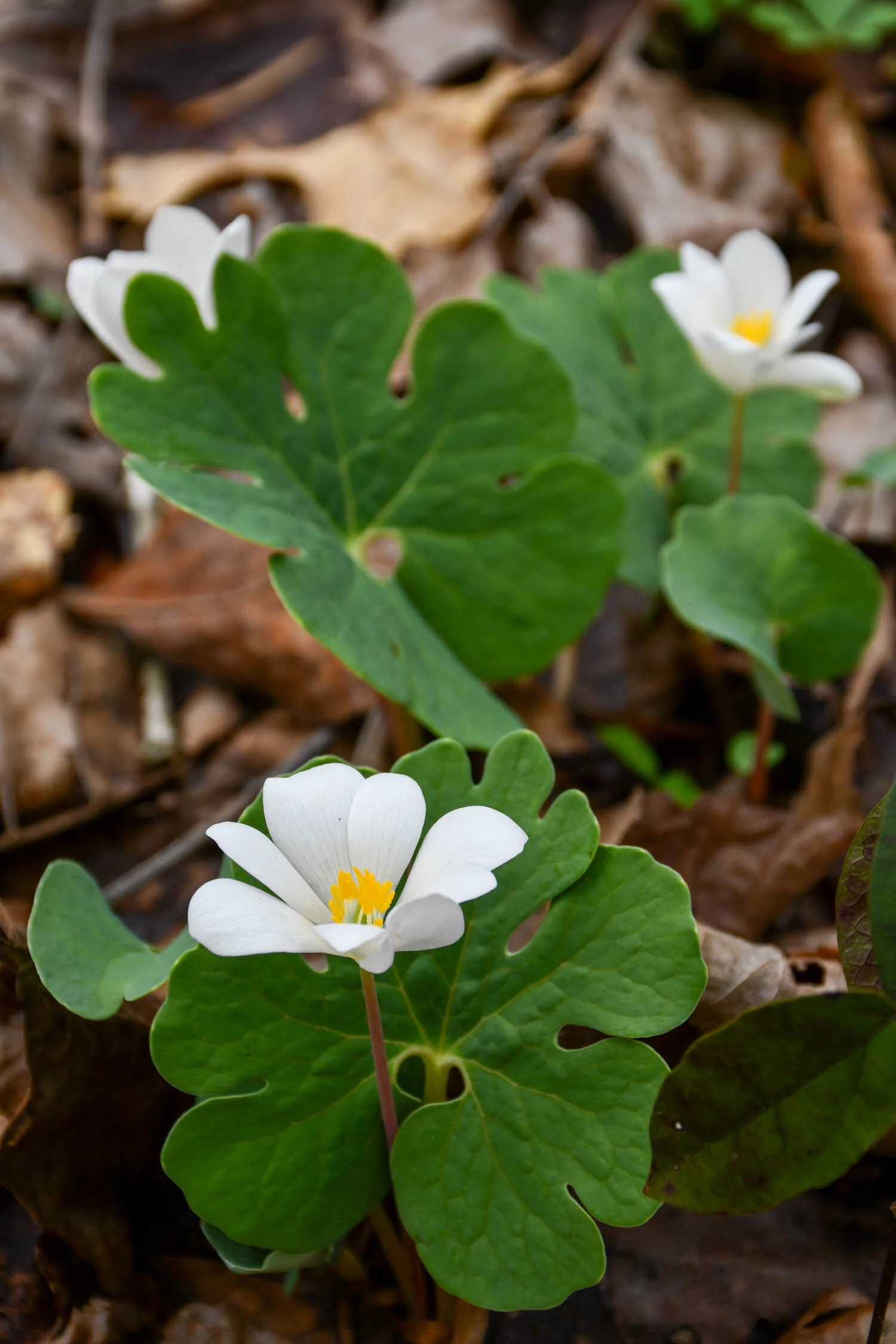Rooting Out Bloodroot
