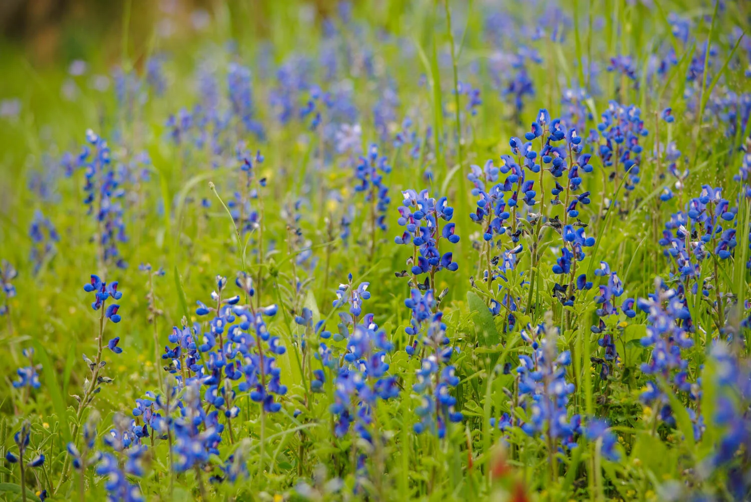 Sandyland Bluebonnets Blooming
