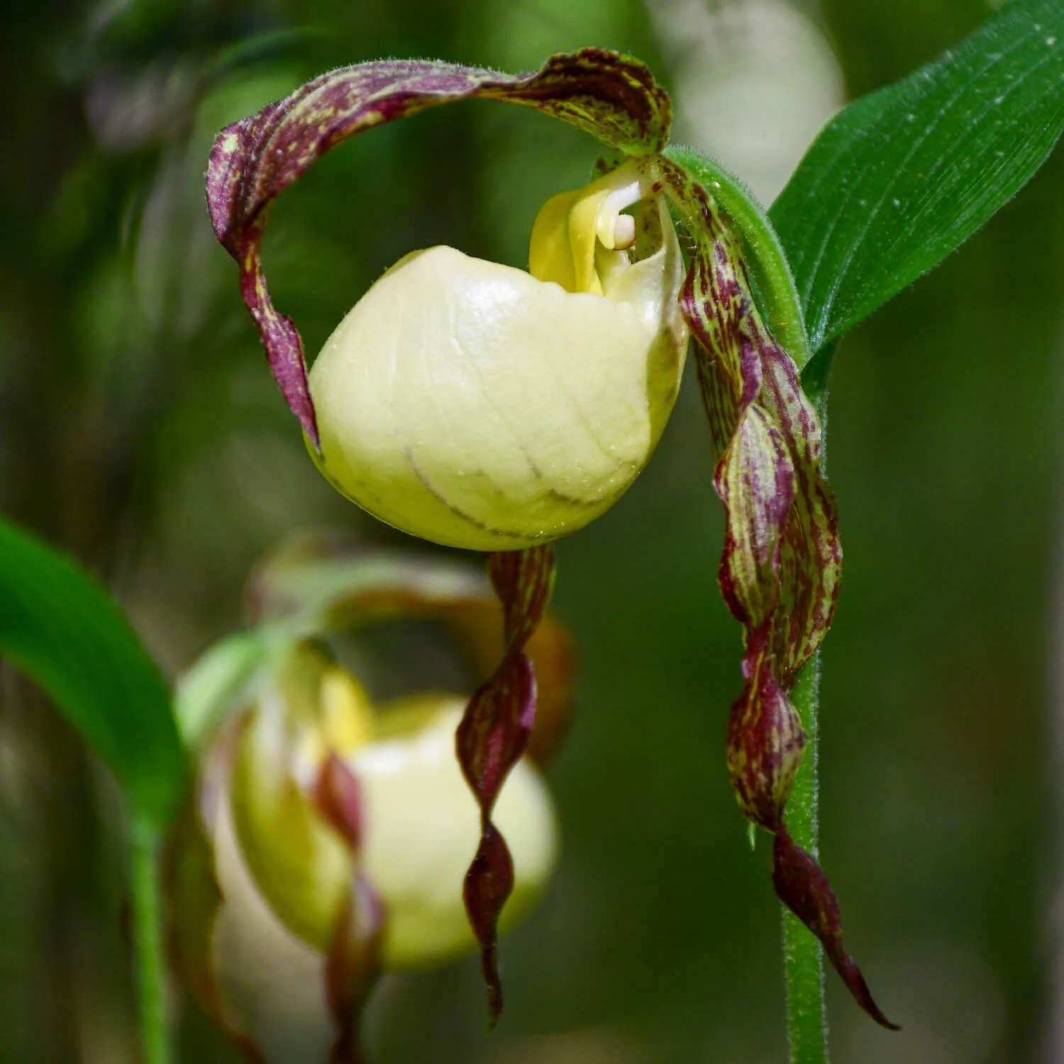 Slipping Upon Cypripedium kentuckiense