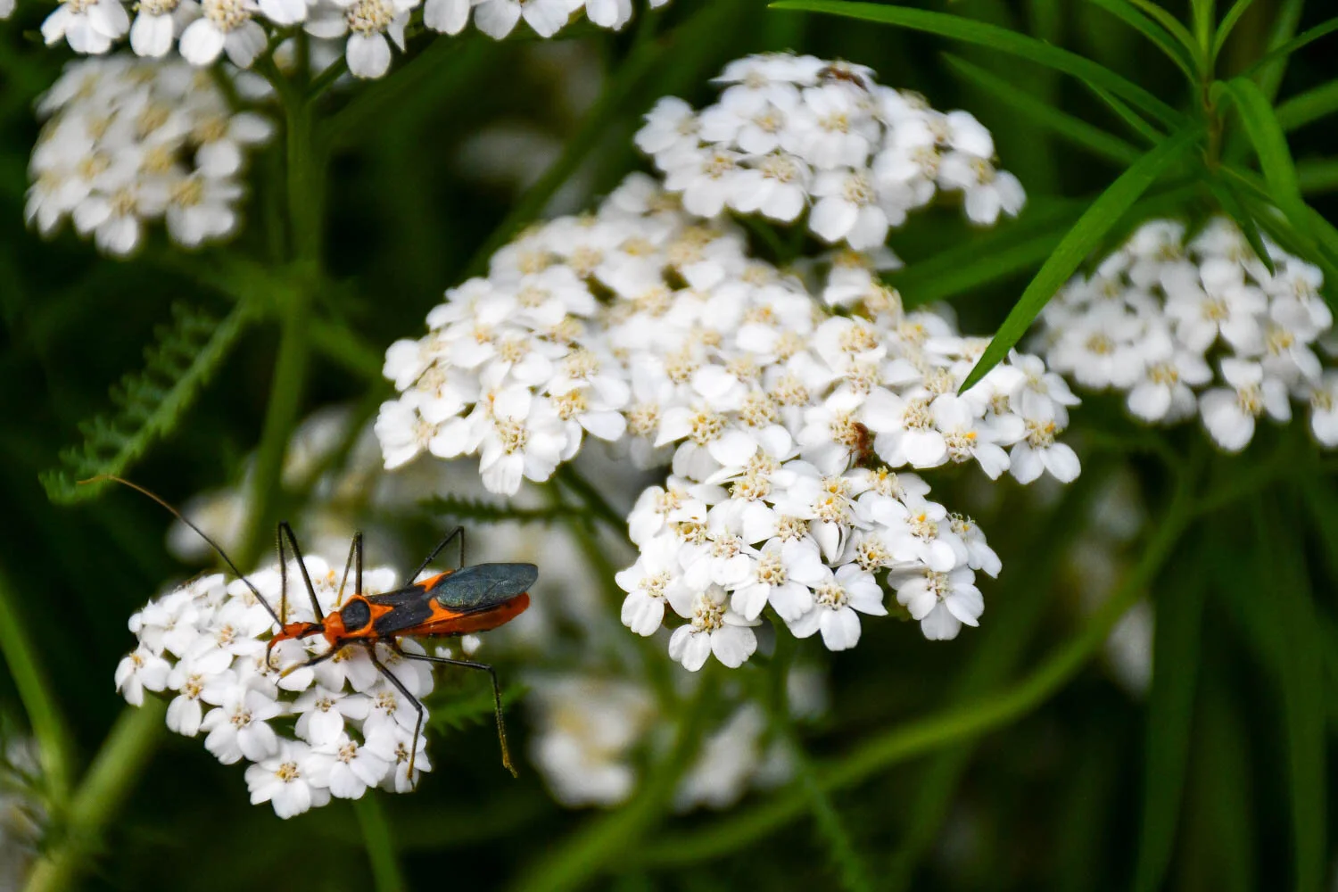 Even Assassin Bugs Need Something Sweet