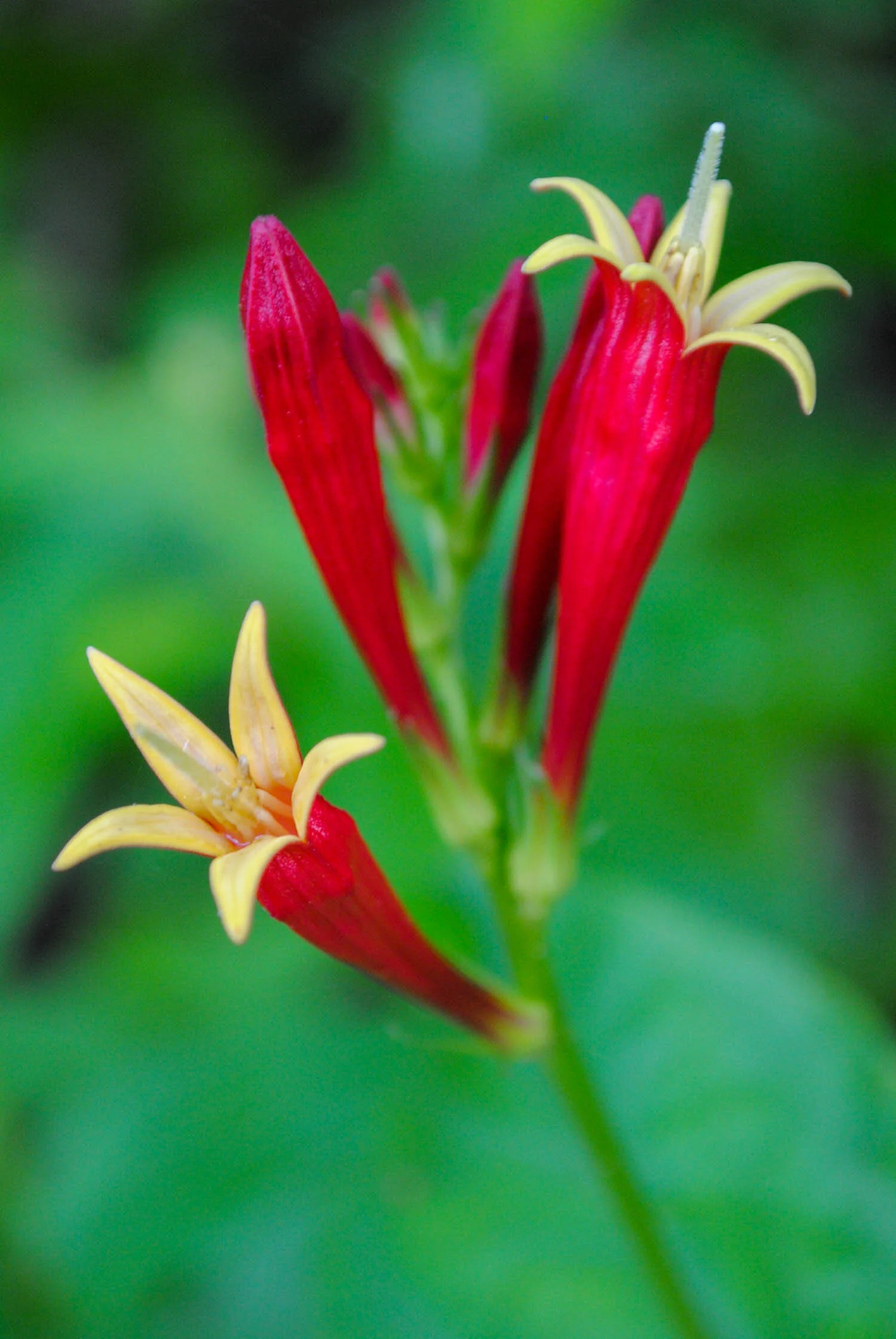 I spy with my little eye, Spigelia