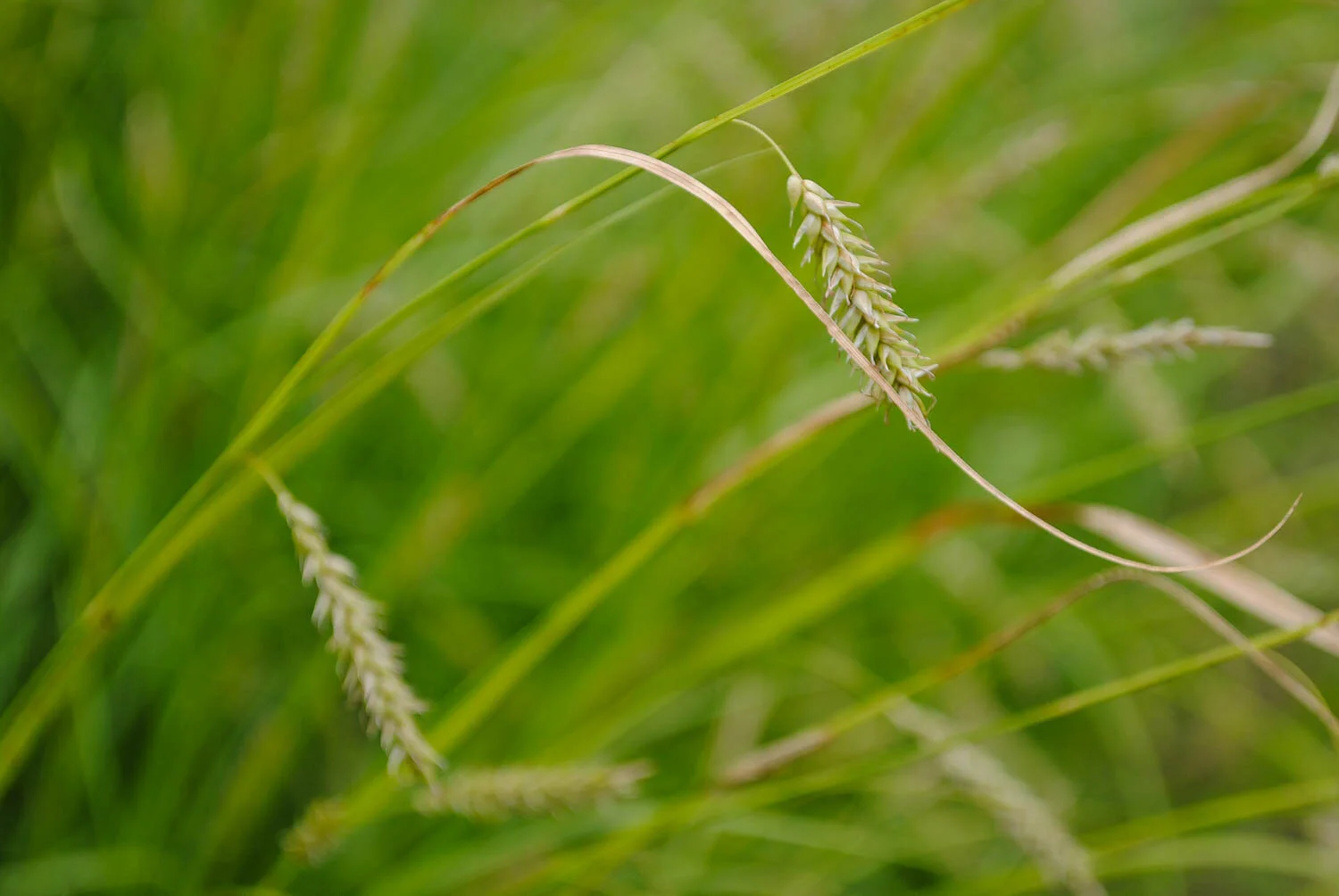 Carex cherokeensis, Cherokee sedge