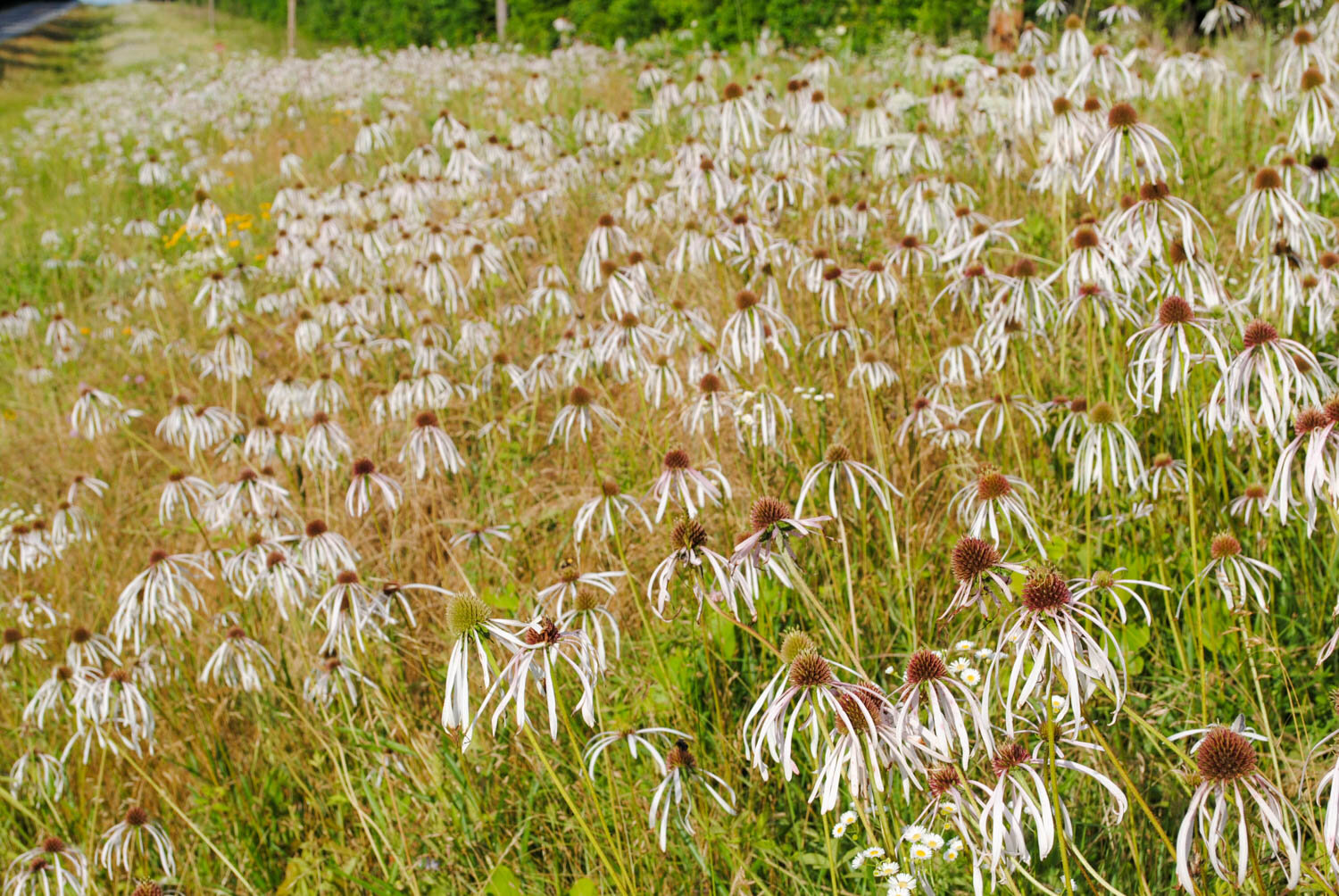 Detour to Echinacea pallida