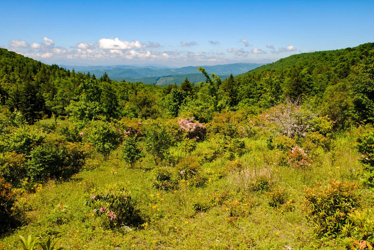 #rhodiesandwildponies at Grayson Highlands State Park