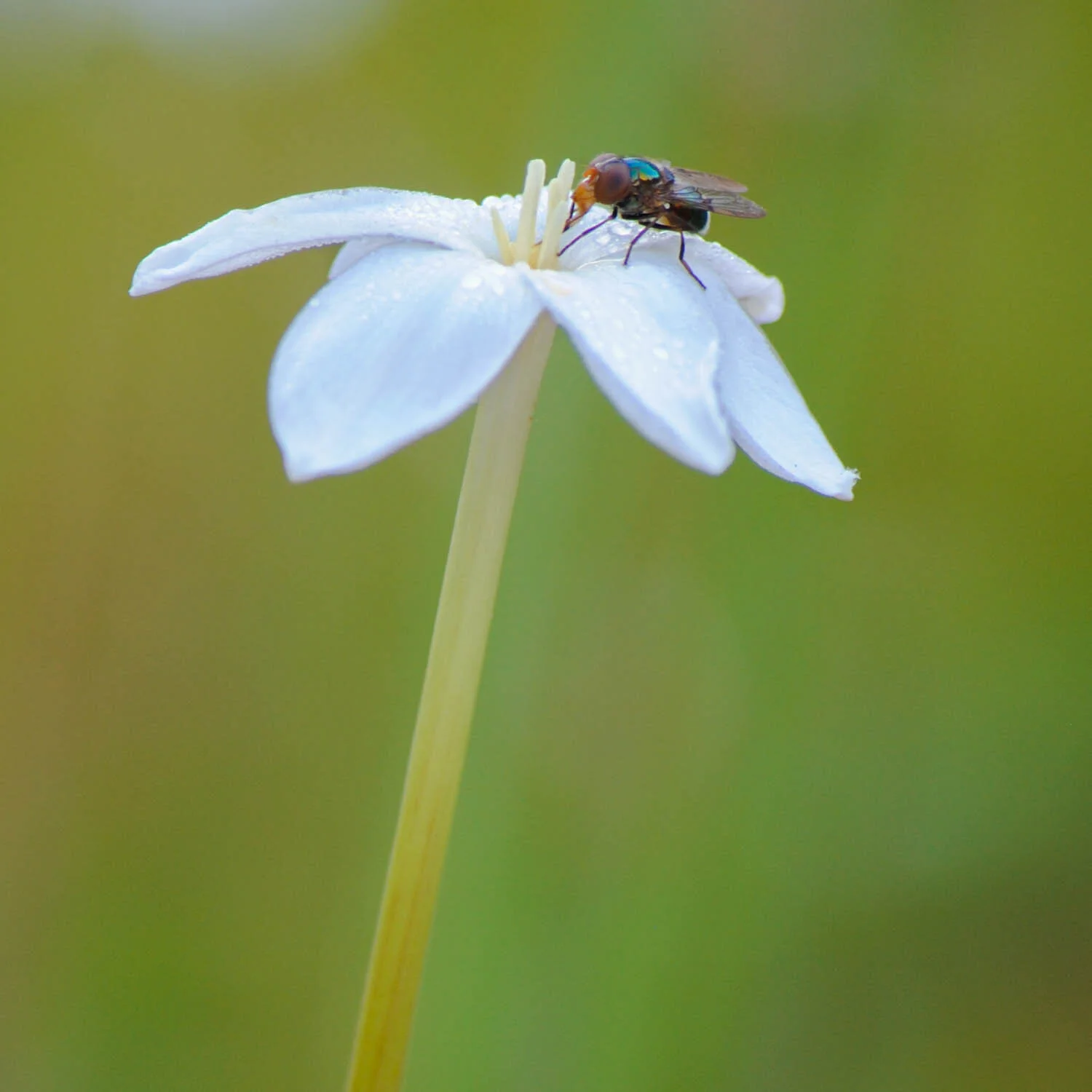 Rain Lilies and Hawkmoths